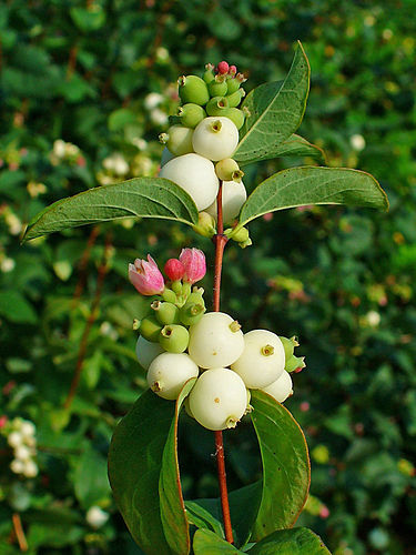 Symphoricarpos albus